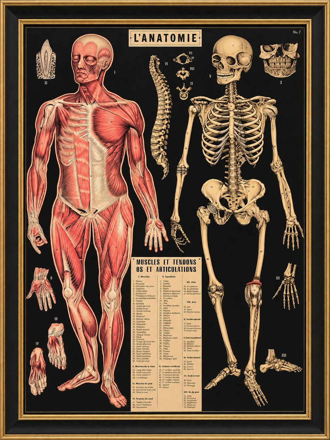L'Anatomie — vintage anatomy chart